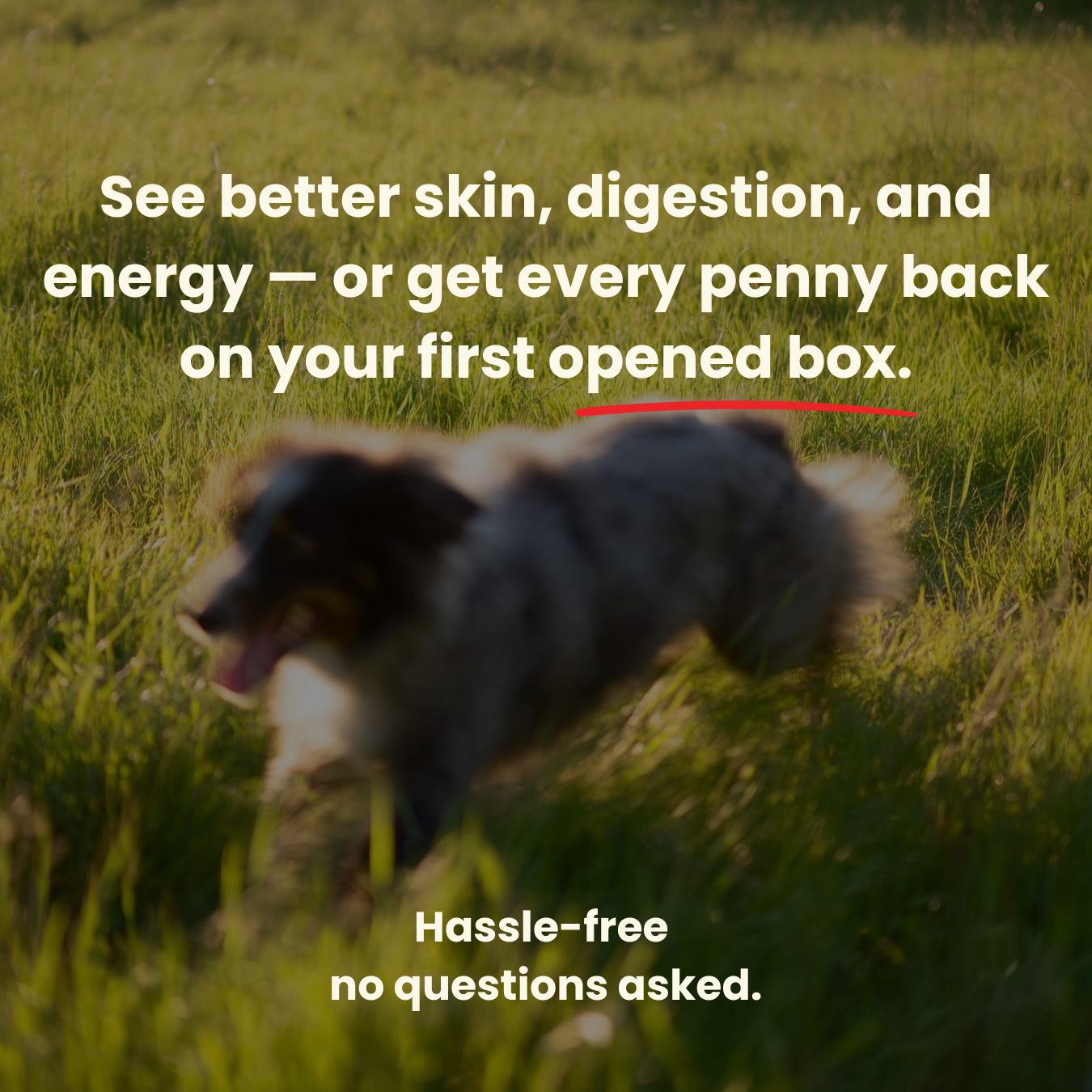 Add Years to Your Dog's Life with PawThrive's Multivitamin Bites